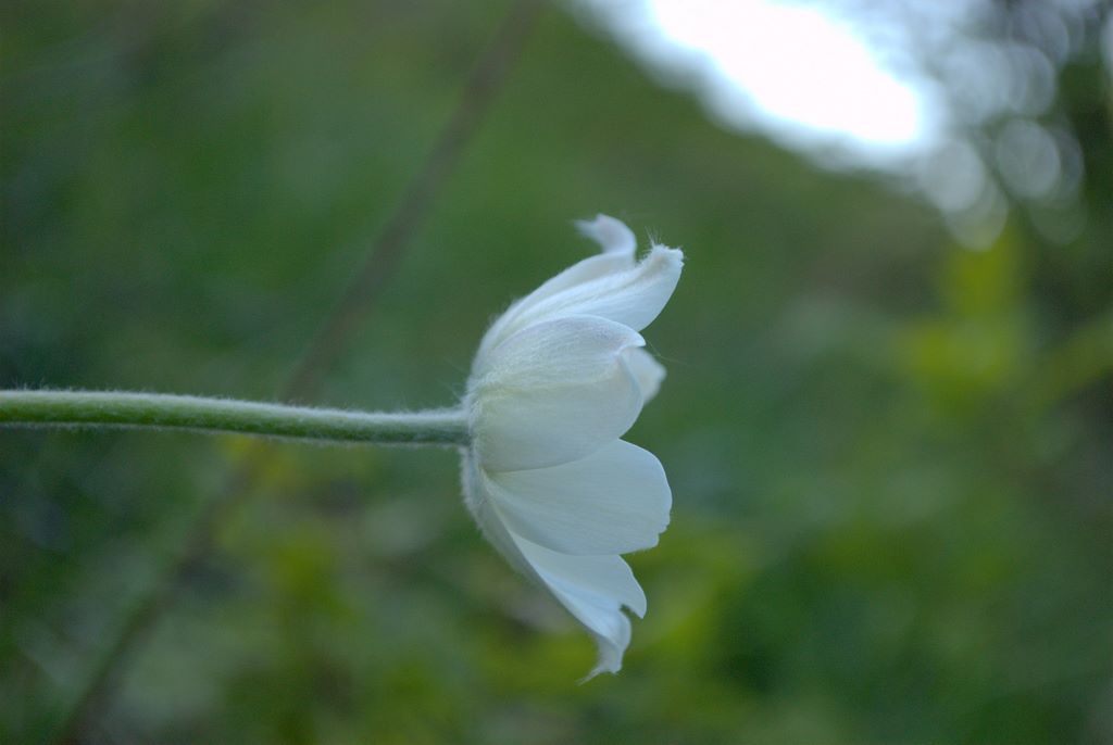 Pulsatilla alpina