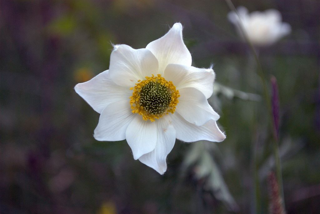 Pulsatilla alpina