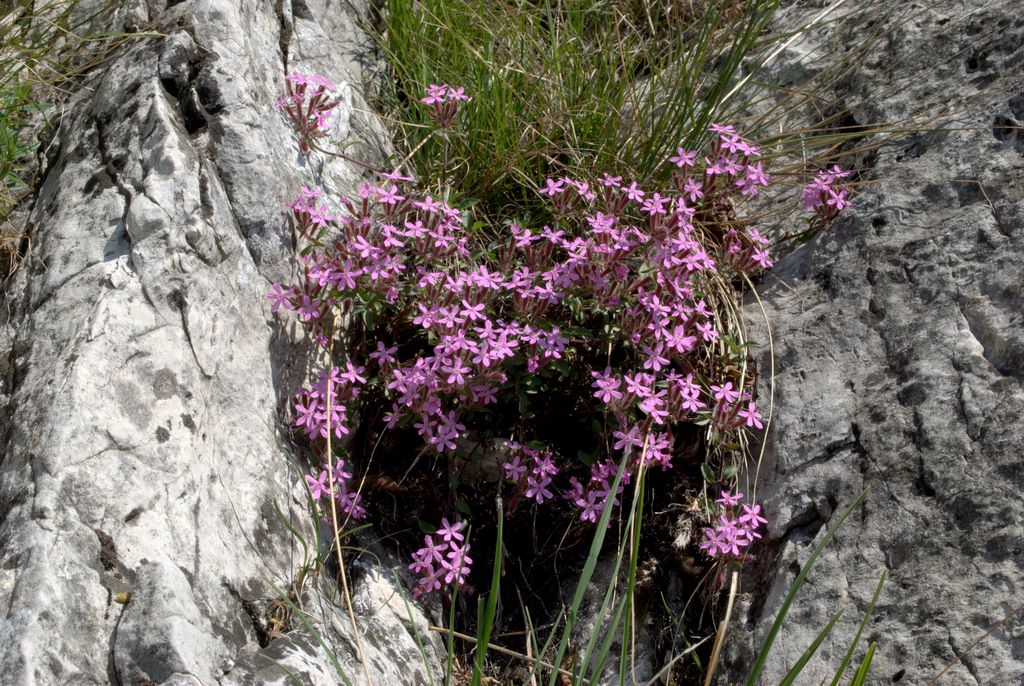 Saponaria ocymoides