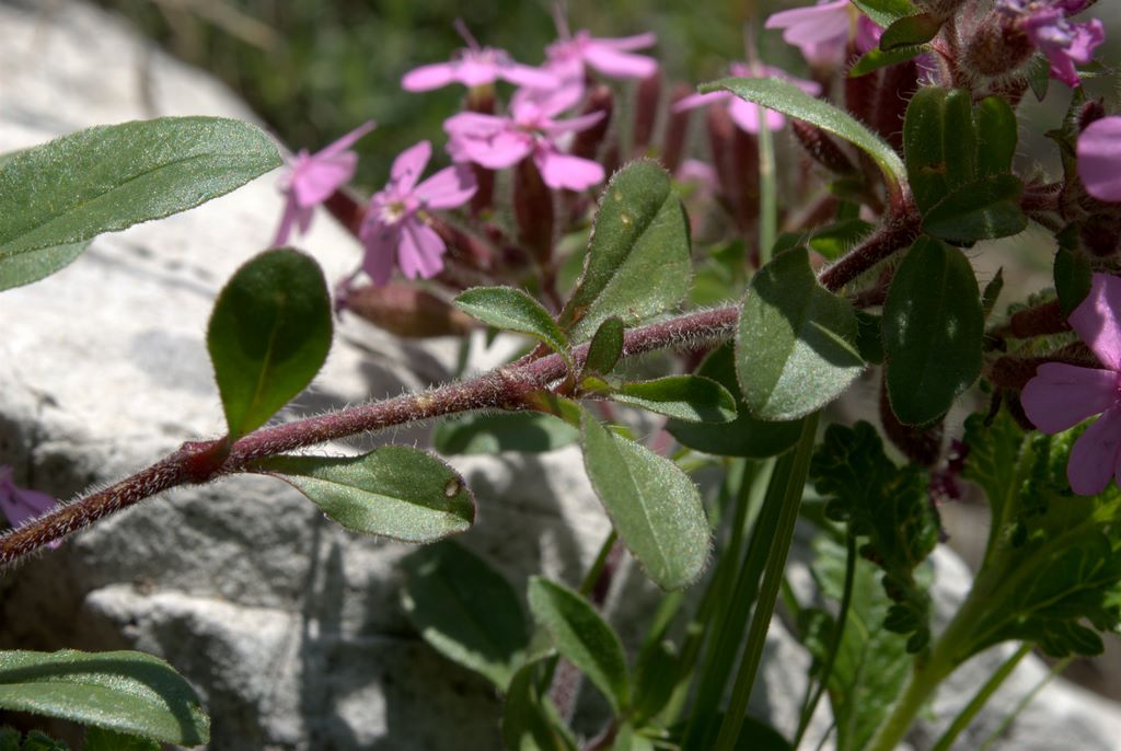 Saponaria ocymoides