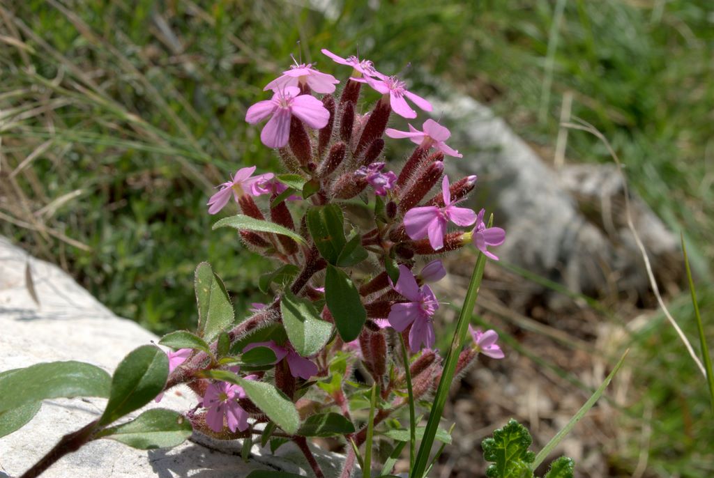 Saponaria ocymoides