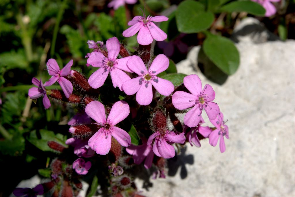 Saponaria ocymoides