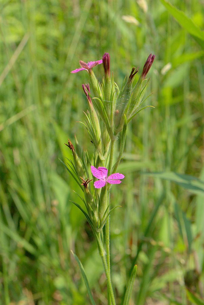 Dianthus armeria / Garofano a mazzetti