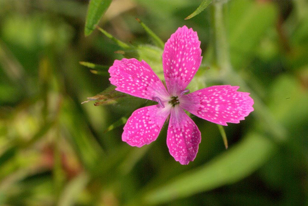 Dianthus armeria / Garofano a mazzetti