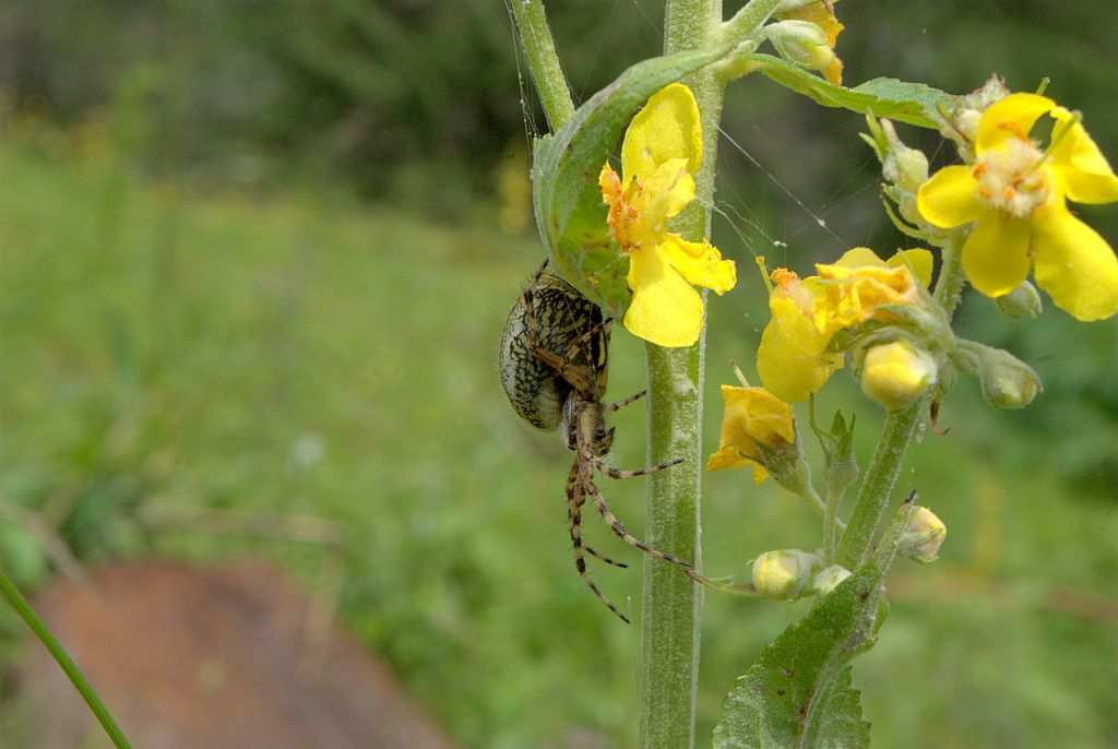 Aculepeira ceropegia