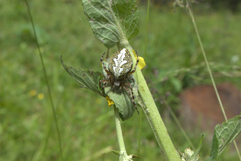 Aculepeira ceropegia