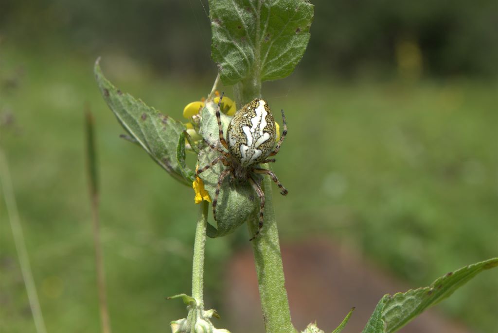 Aculepeira ceropegia