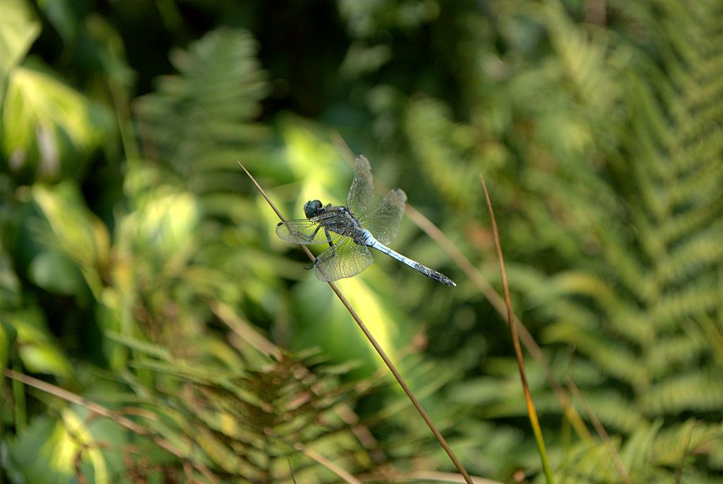 Libellula quale? - Orthetrum albistylum