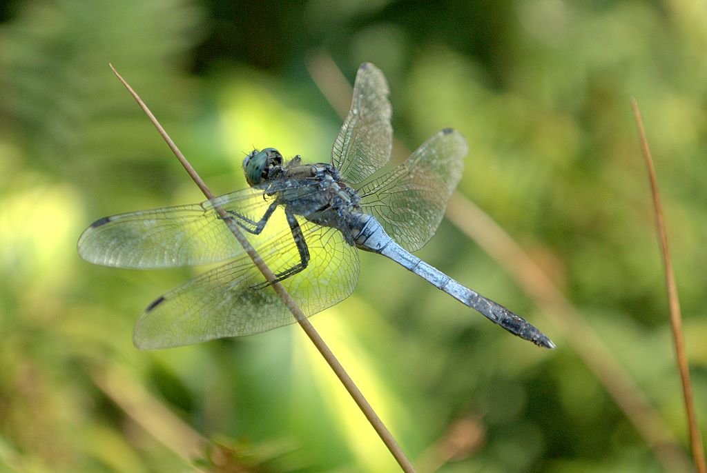 Libellula quale? - Orthetrum albistylum