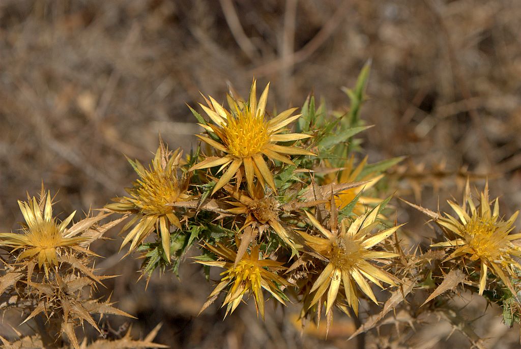 Carlina corymbosa  /  Carlina raggio d''oro