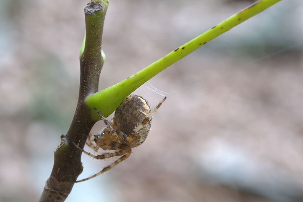 Araneus diadematus