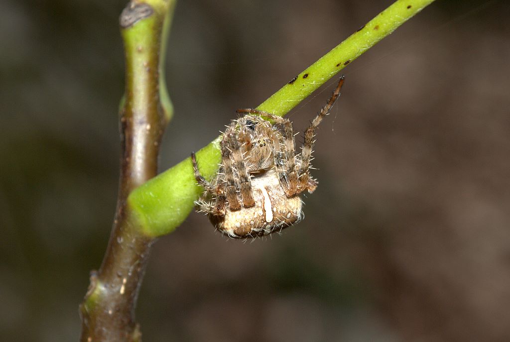 Araneus diadematus