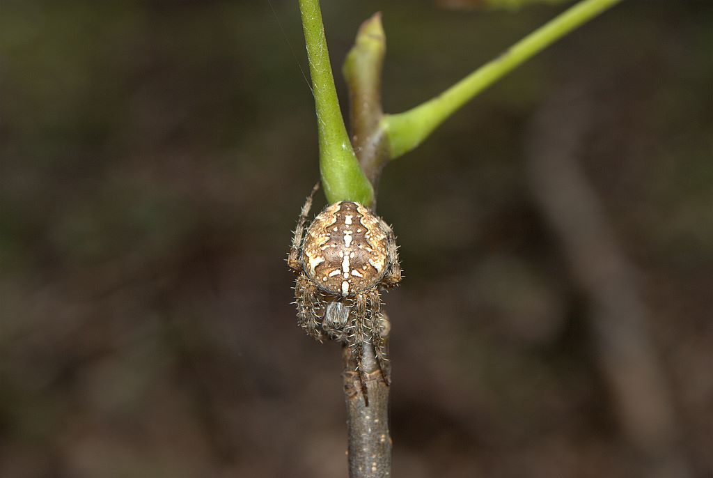 Araneus diadematus