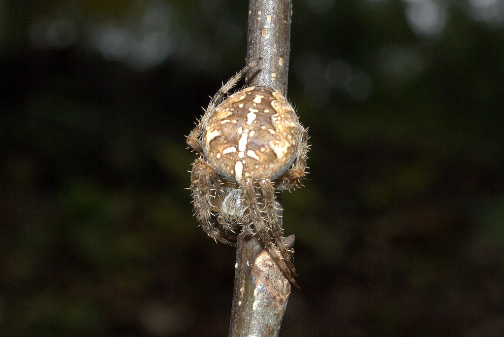 Araneus diadematus