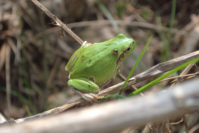 Raganella quale? Hyla intermedia