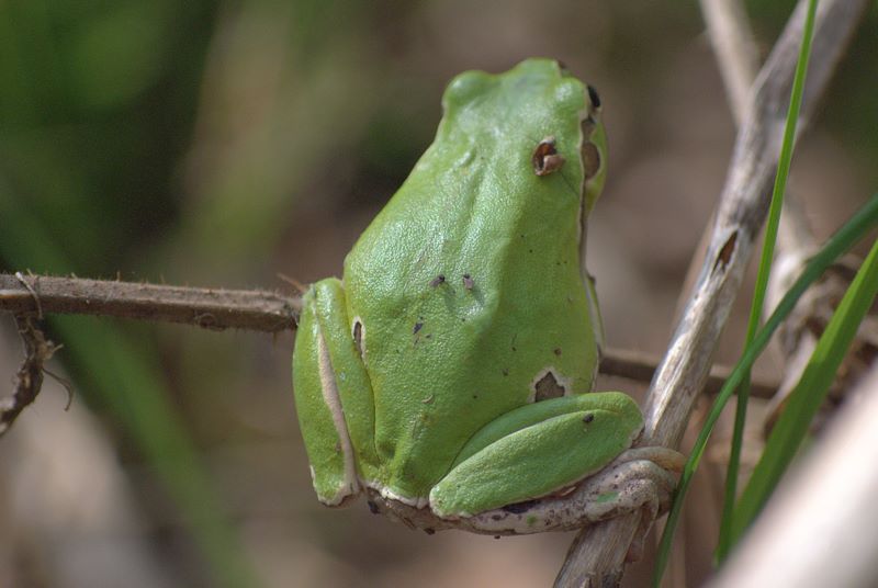 Raganella quale? Hyla intermedia