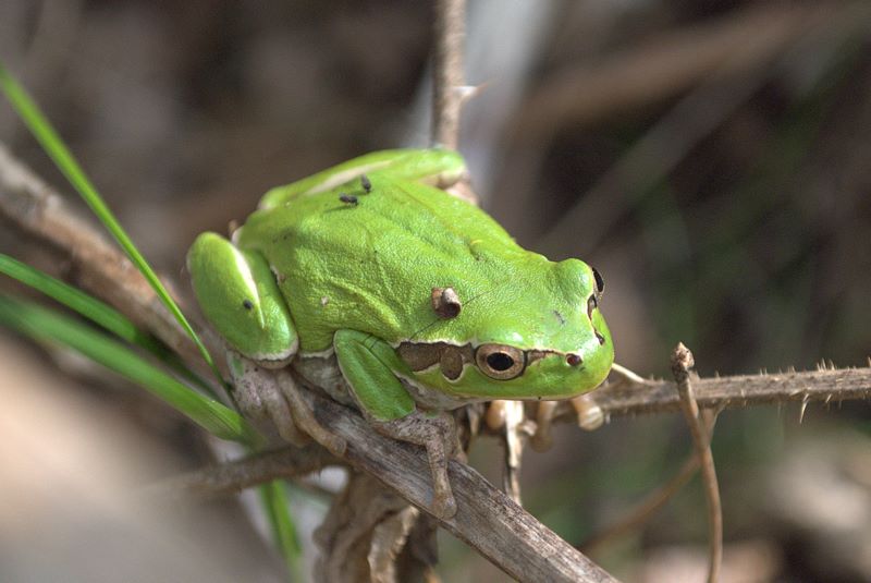 Raganella quale? Hyla intermedia