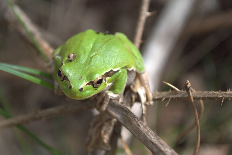 Raganella quale? Hyla intermedia