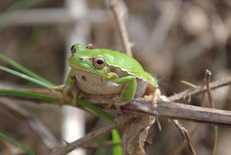 Raganella quale? Hyla intermedia