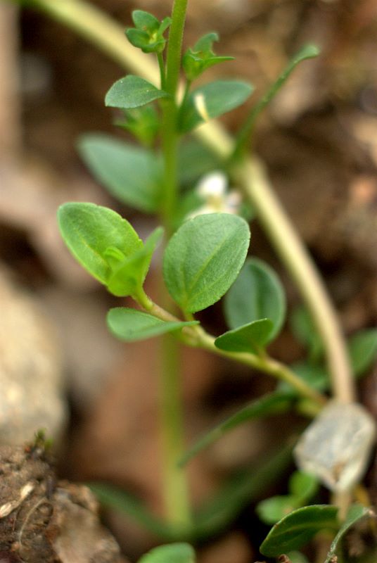 Veronica serpyllifolia / Veronica a foglie di Serpillo