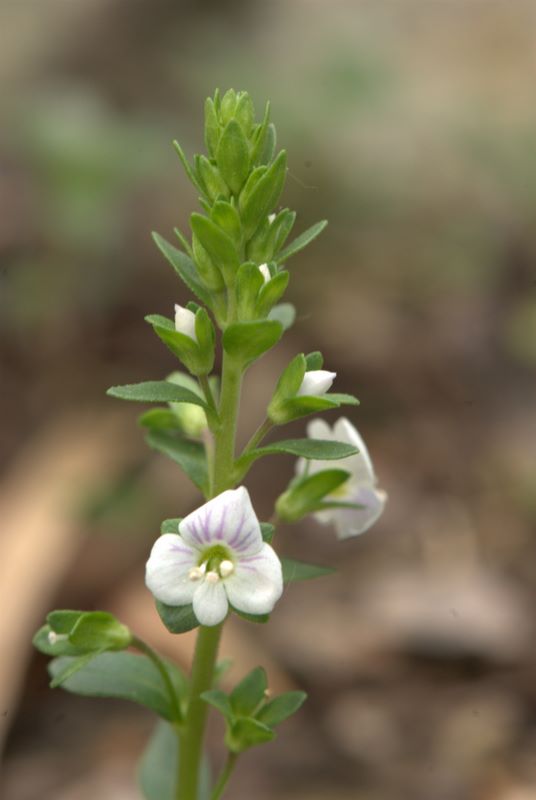 Veronica serpyllifolia / Veronica a foglie di Serpillo