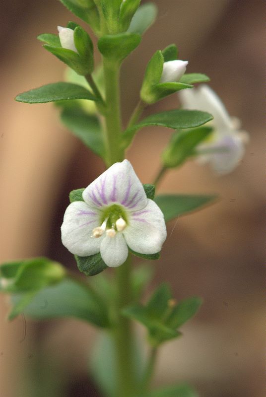 Veronica serpyllifolia / Veronica a foglie di Serpillo