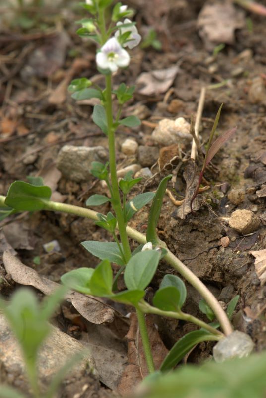 Veronica serpyllifolia / Veronica a foglie di Serpillo