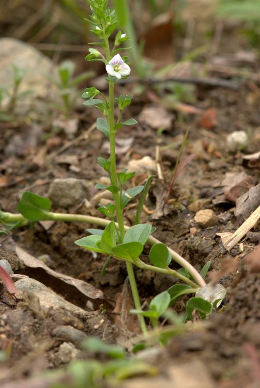 Veronica serpyllifolia / Veronica a foglie di Serpillo