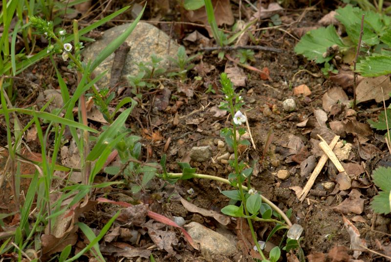 Veronica serpyllifolia / Veronica a foglie di Serpillo