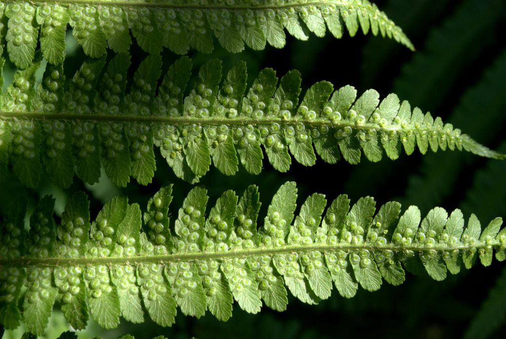 Dryopteris affinis / Felce pelosa