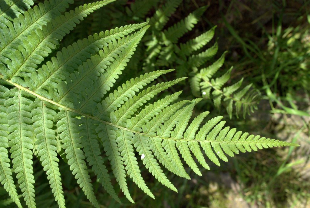 Dryopteris affinis / Felce pelosa