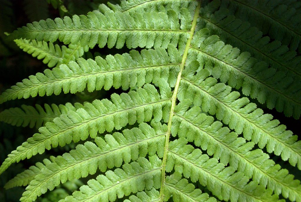 Dryopteris affinis / Felce pelosa