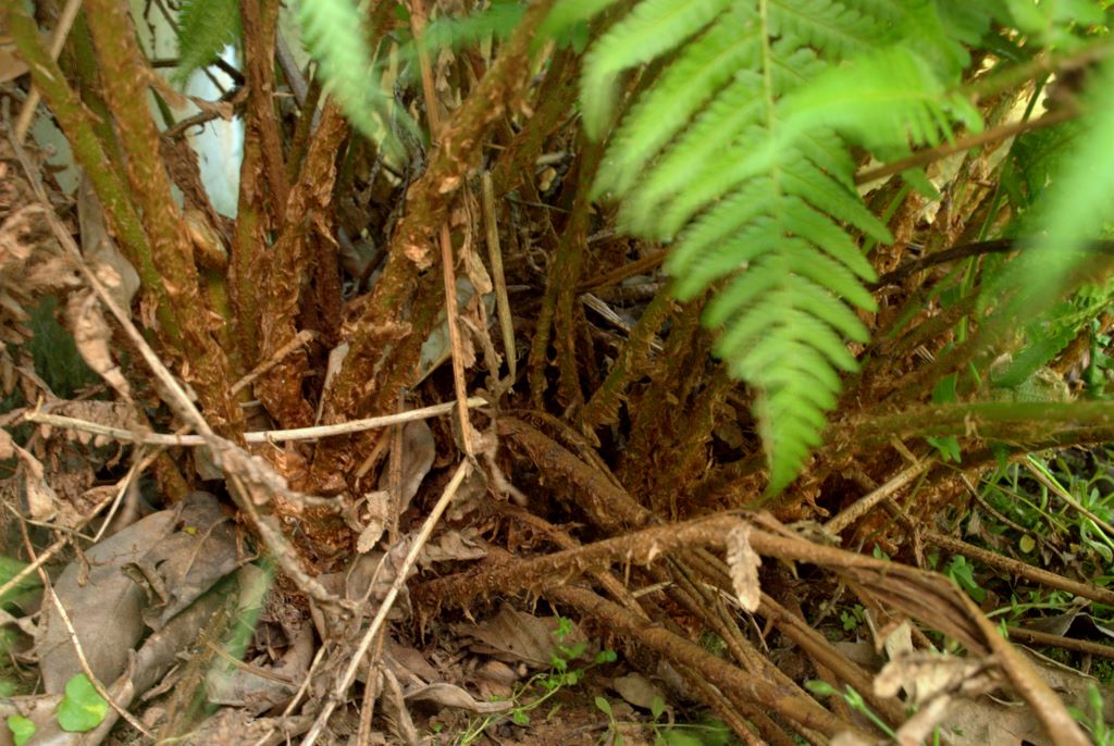 Dryopteris affinis / Felce pelosa