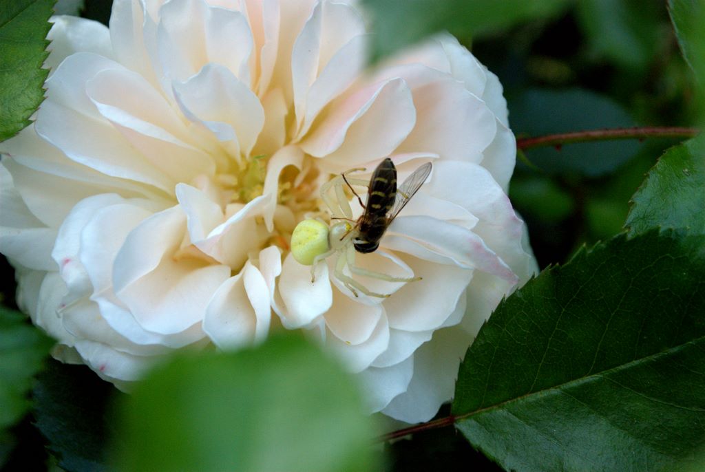 Misumena vatia