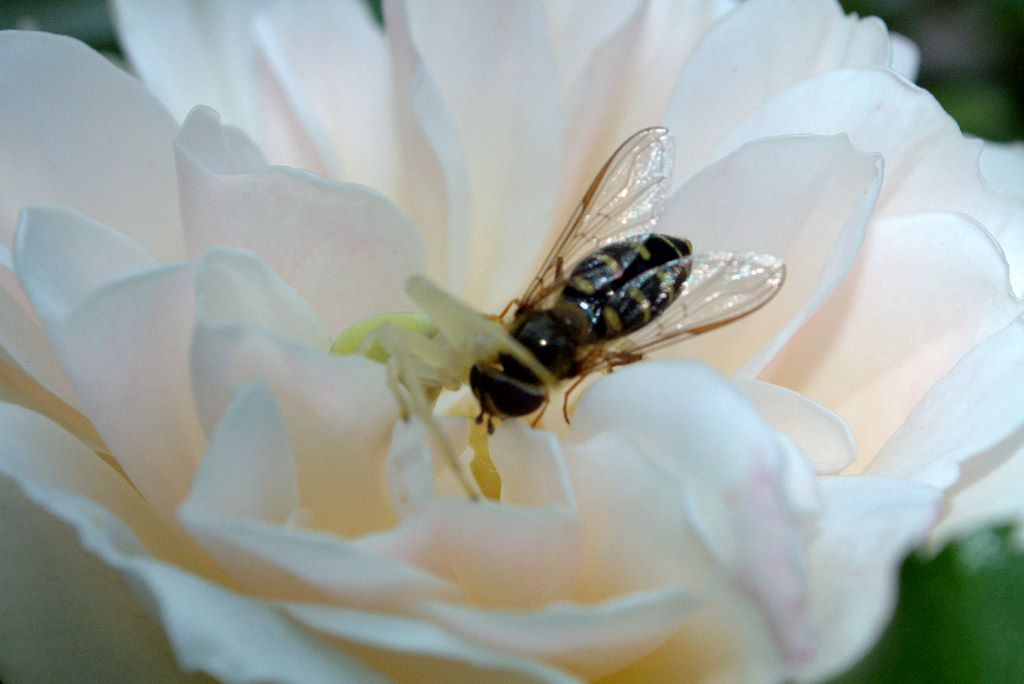 Misumena vatia