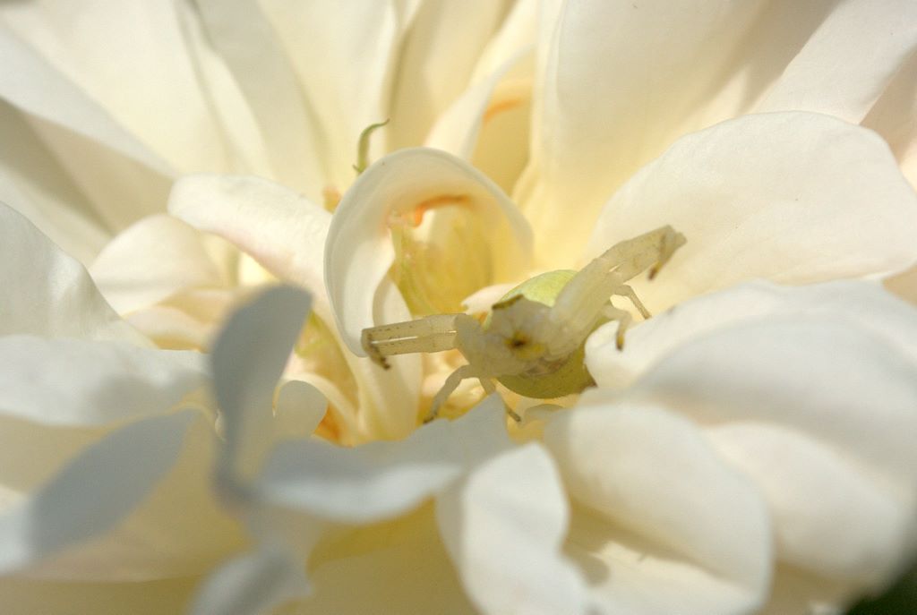 Misumena vatia