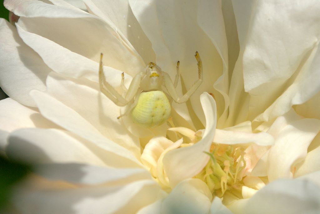 Misumena vatia