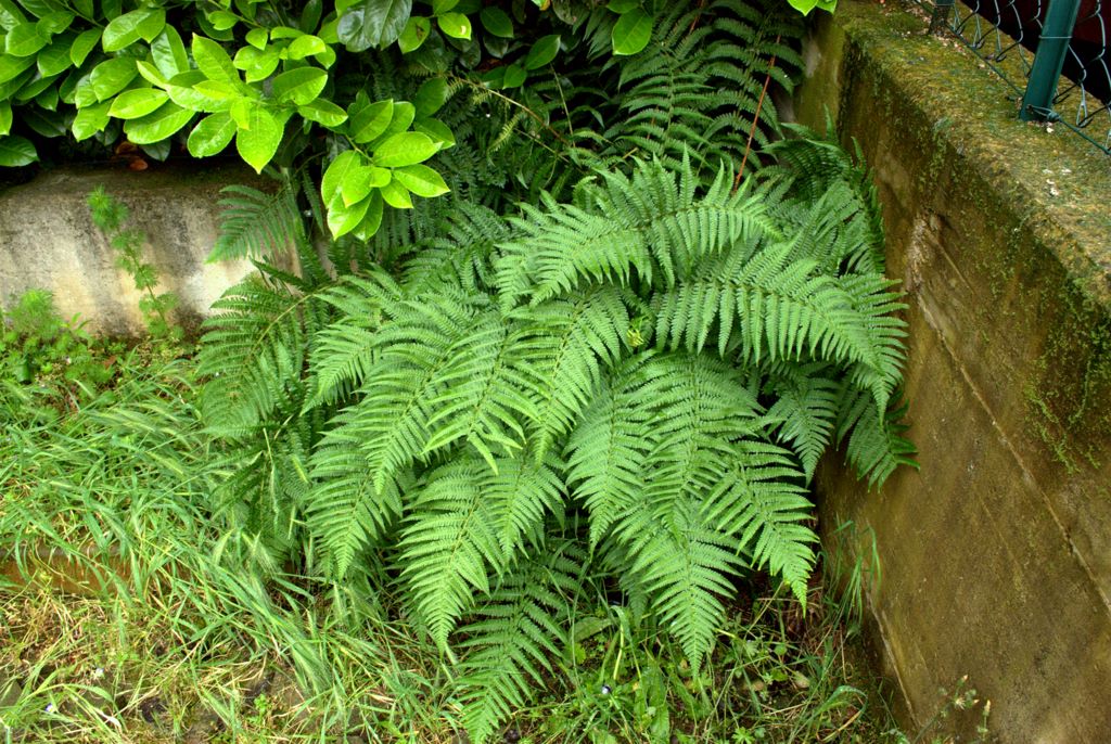 Dryopteris affinis / Felce pelosa