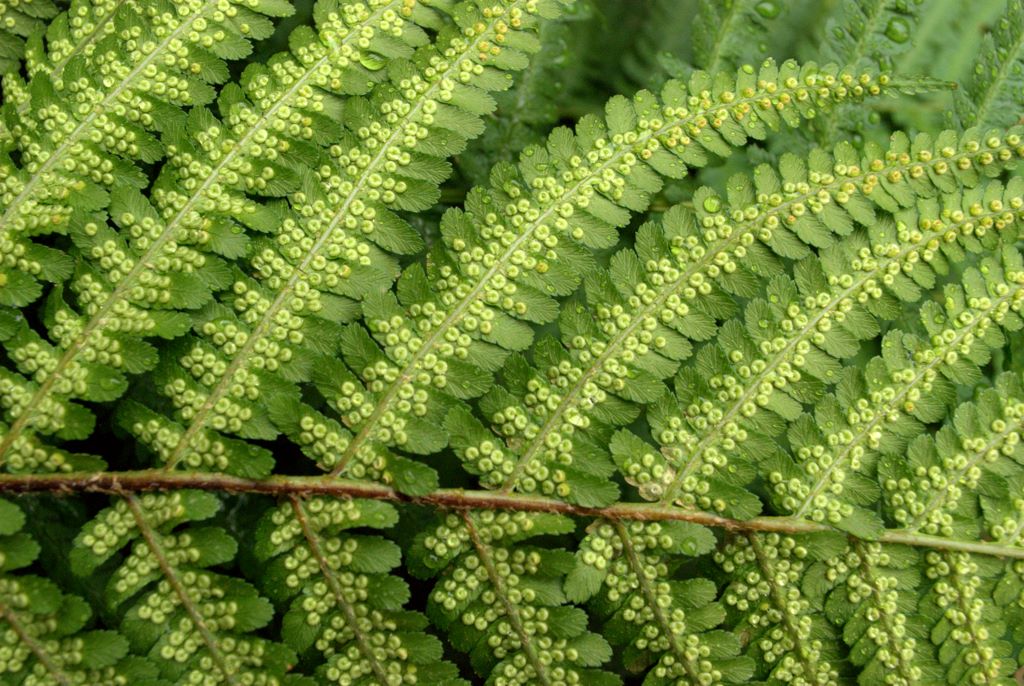 Dryopteris affinis / Felce pelosa