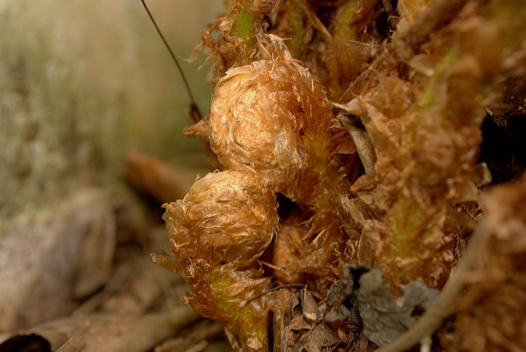 Dryopteris affinis / Felce pelosa