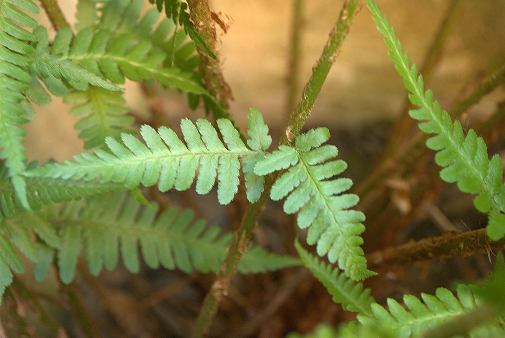 Dryopteris affinis / Felce pelosa