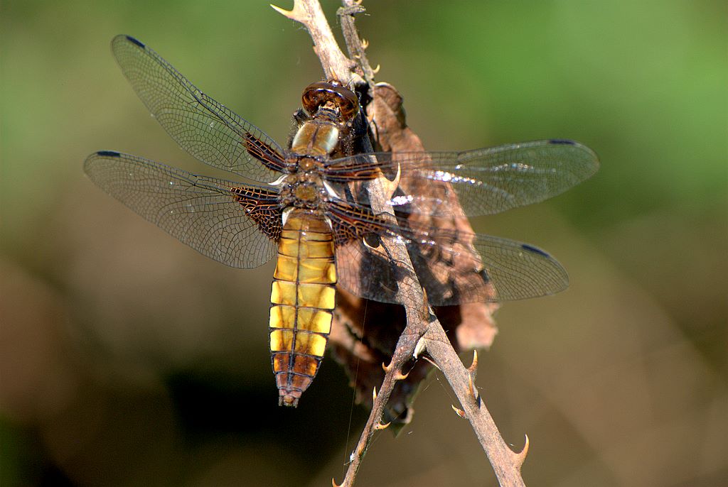 Libellula 1 da determinare - Libellula depressa (F)