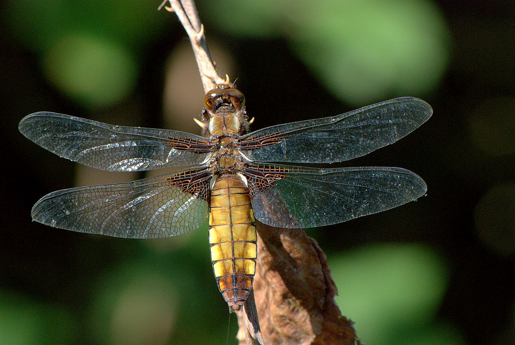 Libellula 1 da determinare - Libellula depressa (F)