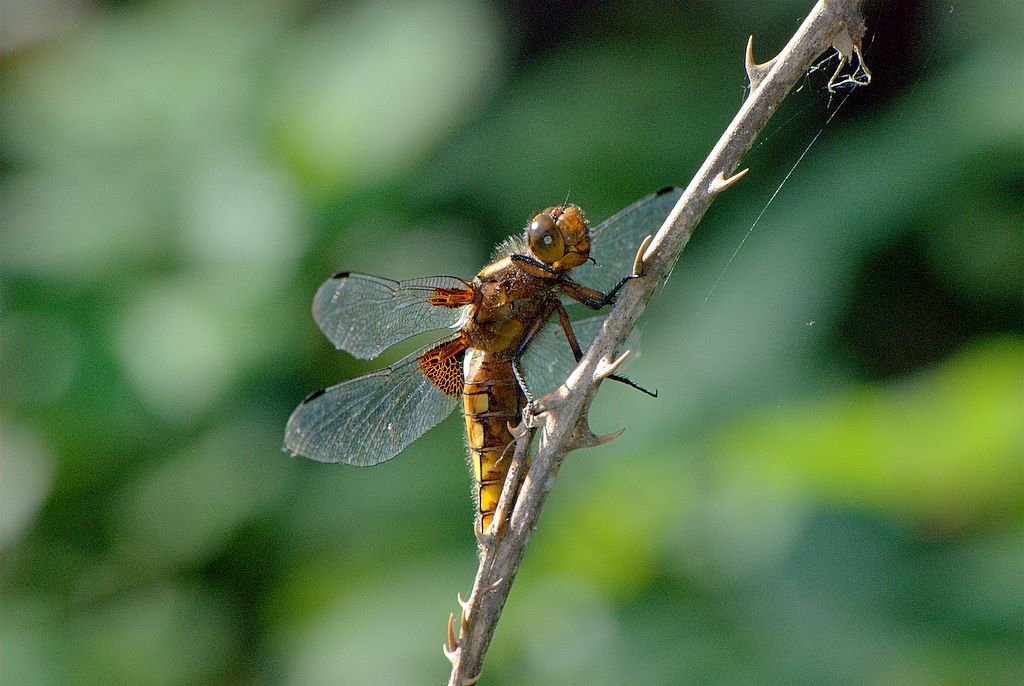 Libellula 1 da determinare - Libellula depressa (F)