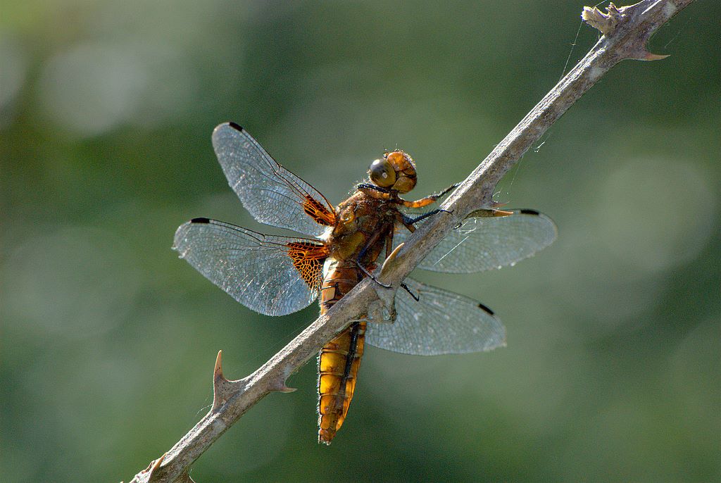 Libellula 1 da determinare - Libellula depressa (F)