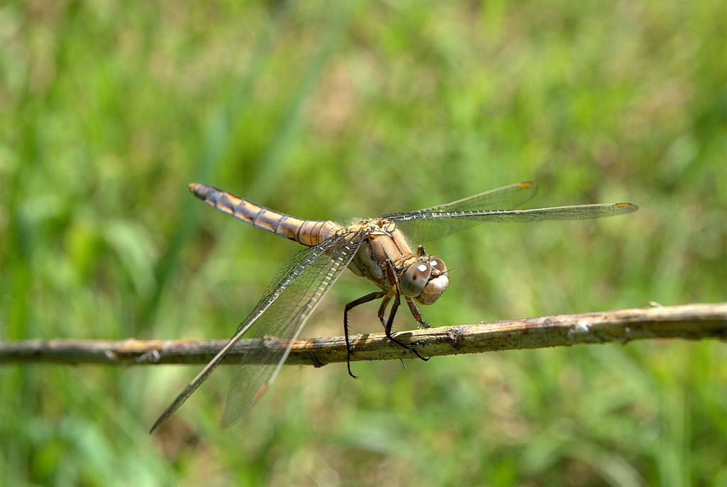 Libellula 2 da determinare - Orthetrum brunneum