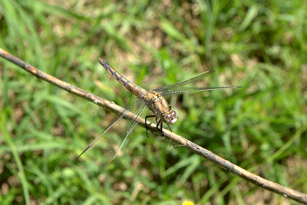 Libellula 2 da determinare - Orthetrum brunneum