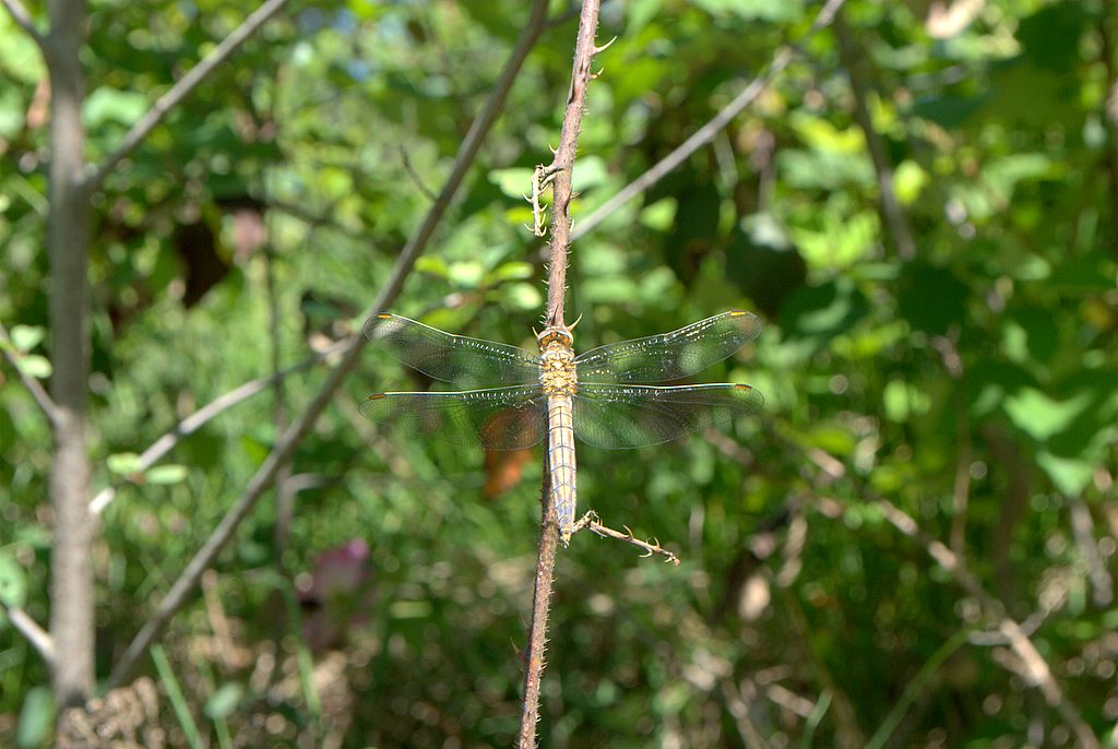 Libellula 2 da determinare - Orthetrum brunneum