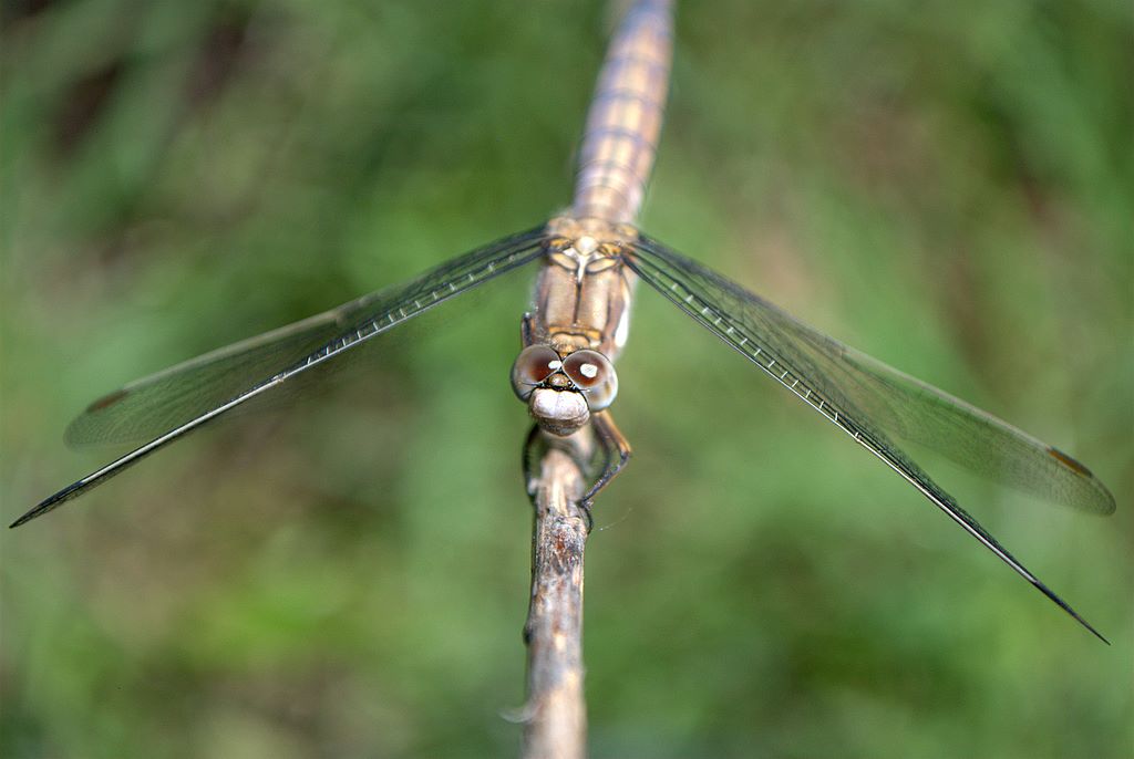 Libellula 2 da determinare - Orthetrum brunneum