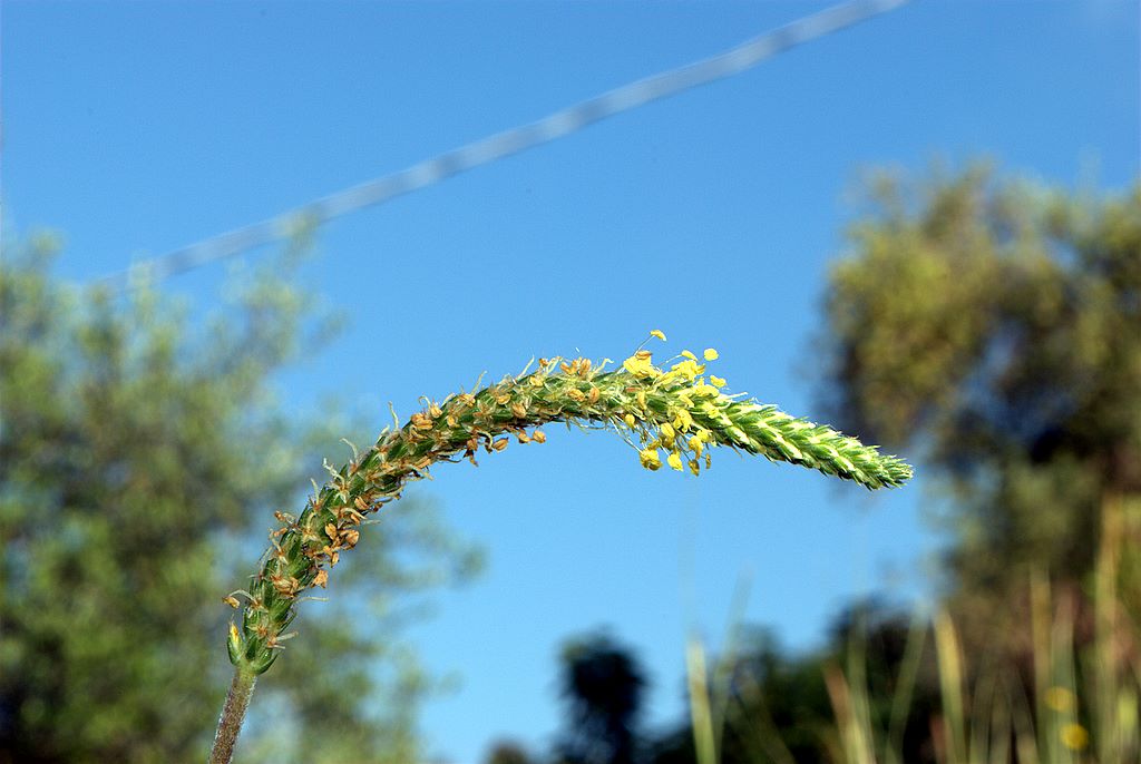 Plantago holosteum / Piantaggine a foglie carenate